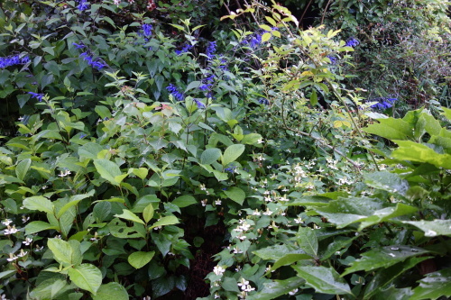 f0375039_07425564.jpeg