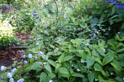 f0375039_07462191.jpeg