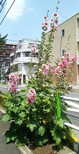 b0080342_15153705.jpg