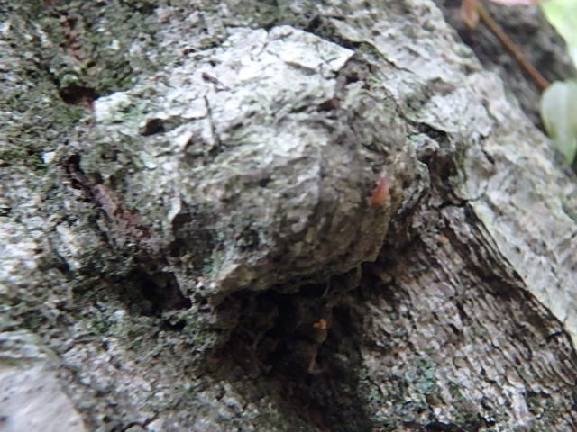 f0334143_19482320.jpg