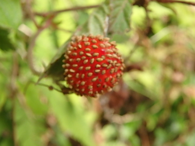 f0334143_19542546.jpg