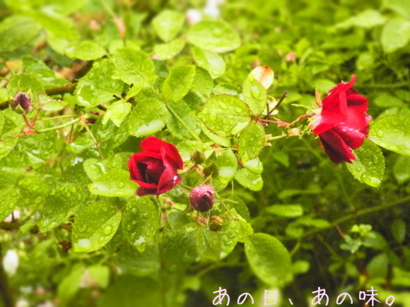 a0305046_11300278.jpg