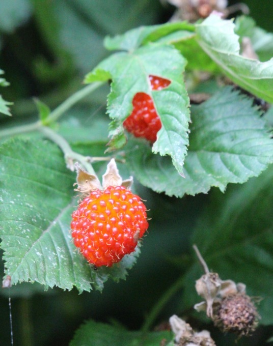 a0248459_14100240.jpg
