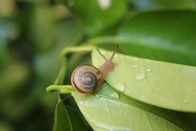 カタツムリやナメクジの寄生虫で人間が死ぬ事について 人生コツコツが大事だね カタツムリやナメクジの寄生虫で人間が死ぬ事について 人生コツコツが大事だね