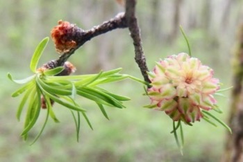 #木の花 『#上高地 フィールドワーク 2018』落葉松　Larix kaempferi _f0238961_19232476.jpg