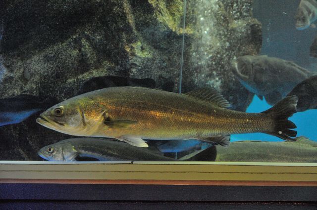 富山湾大水槽と深海生物コーナー_c0081462_20192915.jpg