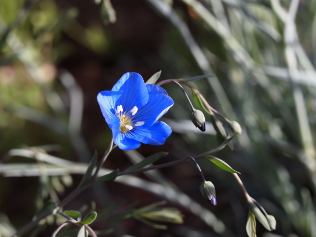 庭を彩る 青い花たち 八ヶ岳 革 ときどき くるみ