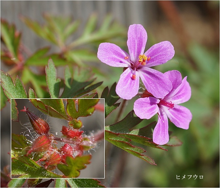 　◇　庭の花　2　　　　　　　　　　　　　　　　　　　2018.06.01_a0126676_14401808.jpg