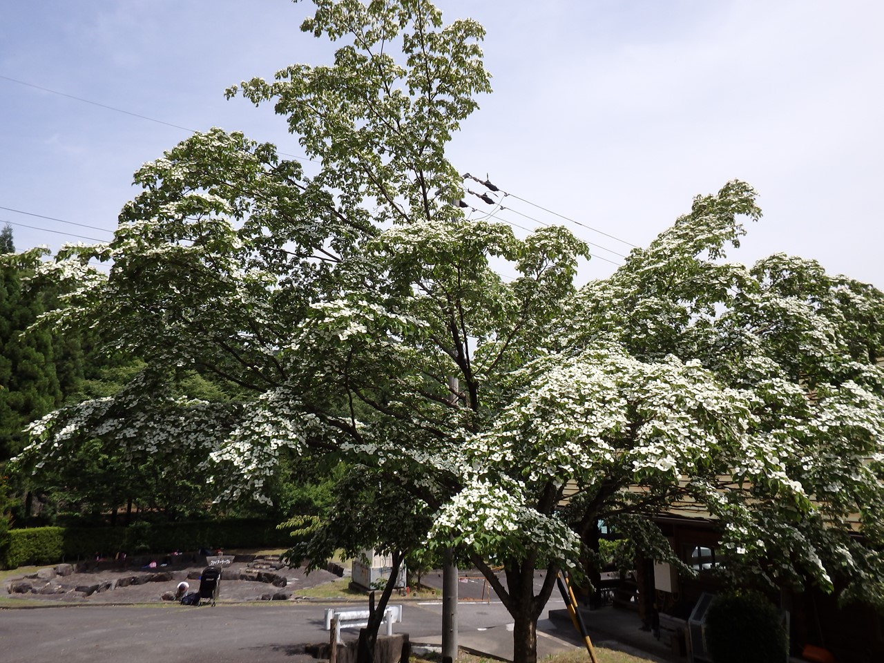d0054276_20374446.jpg