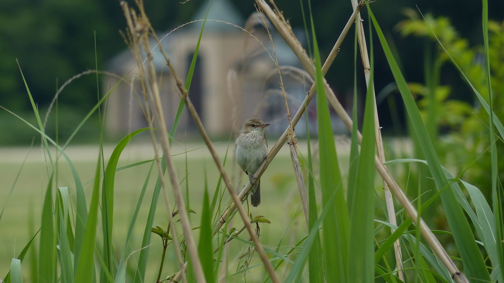 鳴かず飛ばず_a0185081_00094283.jpg