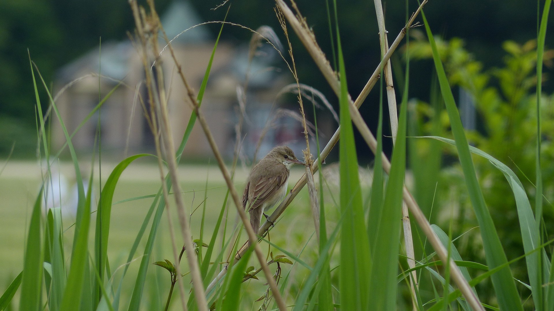 鳴かず飛ばず_a0185081_00095529.jpg