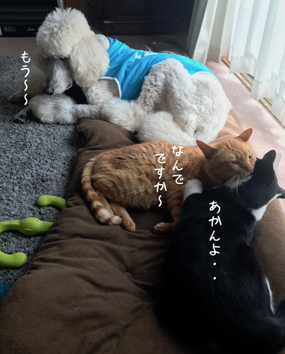 a0216583_15135200.png