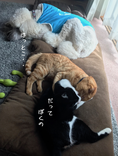 a0216583_15135557.png