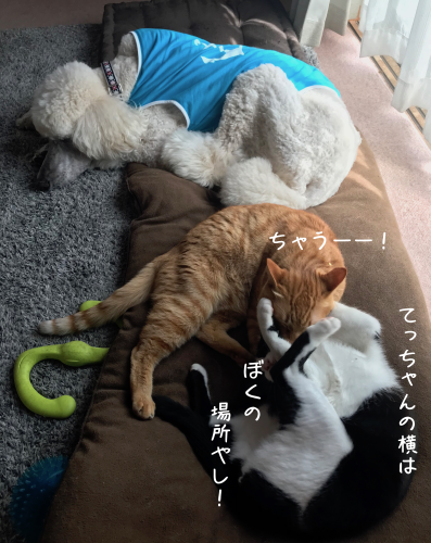 a0216583_15141441.png