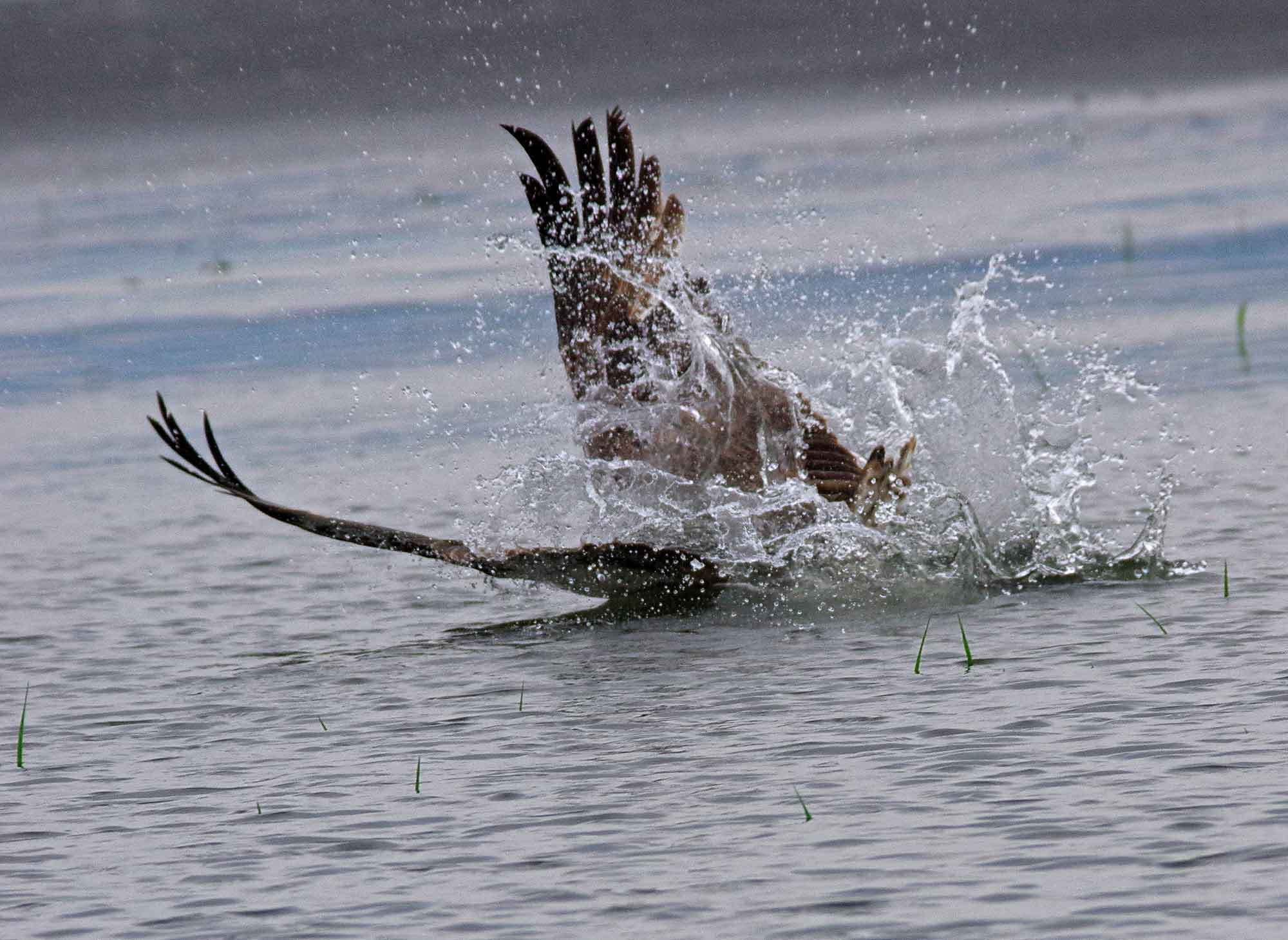 2018年　５月　　野鳥_c0176183_17093622.jpg