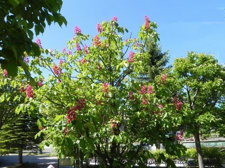 街路樹 マロニエ が開花 北の大地ひぐらし日記