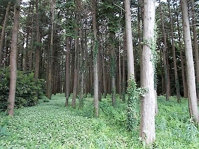 c0198685_16134014.jpg