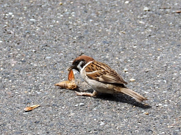 蛾を捕まえたスズメさん 時のまにまに