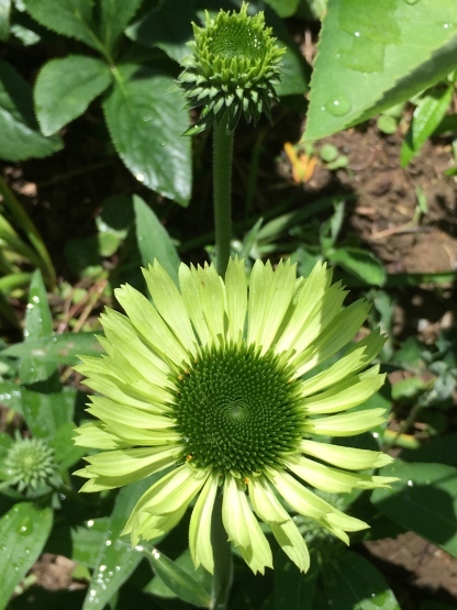 今日の植栽備忘録 その1_b0349795_11325783.jpg