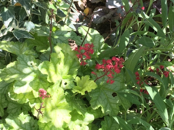 今日の植栽備忘録 その1_b0349795_11325900.jpg