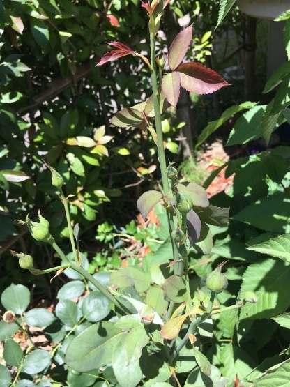 今日の植栽備忘録 その1_b0349795_11330169.jpg