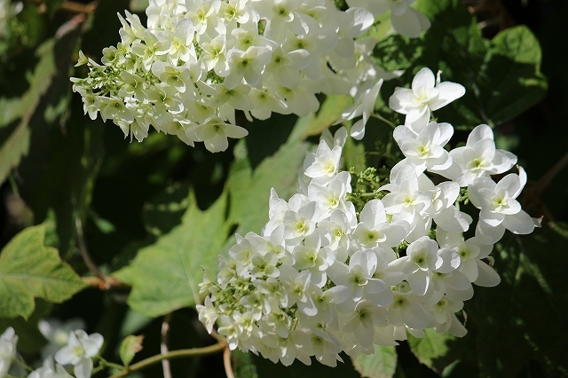 かしわ葉紫陽花 穏やかなとき