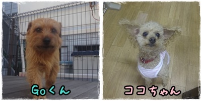 お友達と仲良く&#128054;♡&#128054;金曜日幼稚園！_a0338800_09451716.jpg