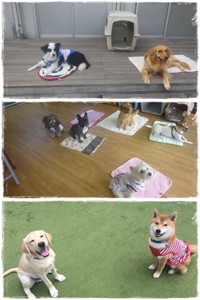 お友達と仲良く&#128054;♡&#128054;金曜日幼稚園！_a0338800_20243563.jpg