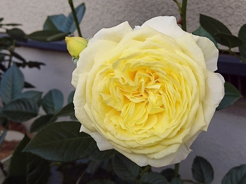 e0289203_10404049.jpg