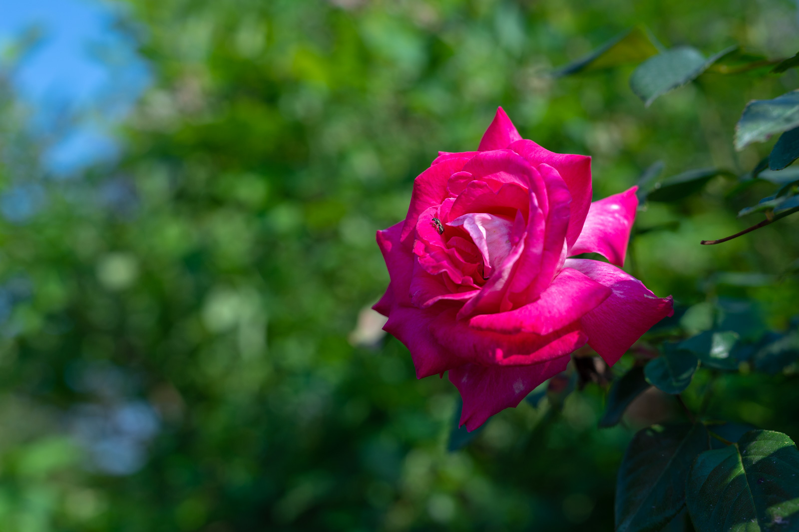 f0083903_10373379.jpg