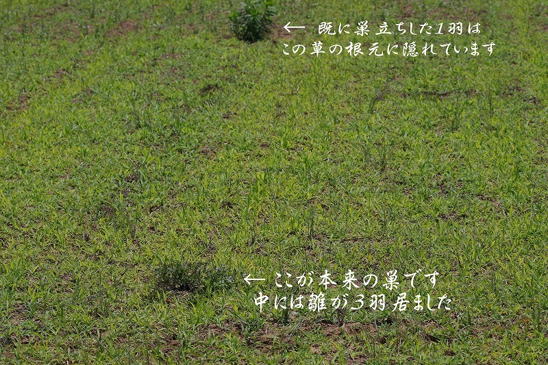 こんな所にヒバリの巣 比企丘陵の自然 こんな所にヒバリの巣 比企丘陵の自然