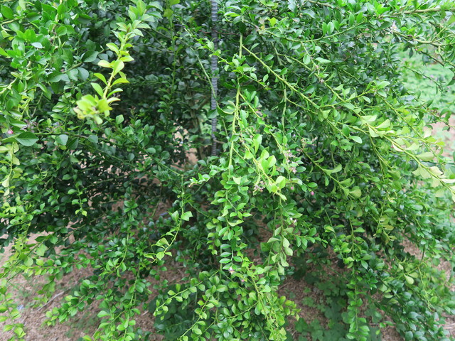 a0210108_0292451.jpg