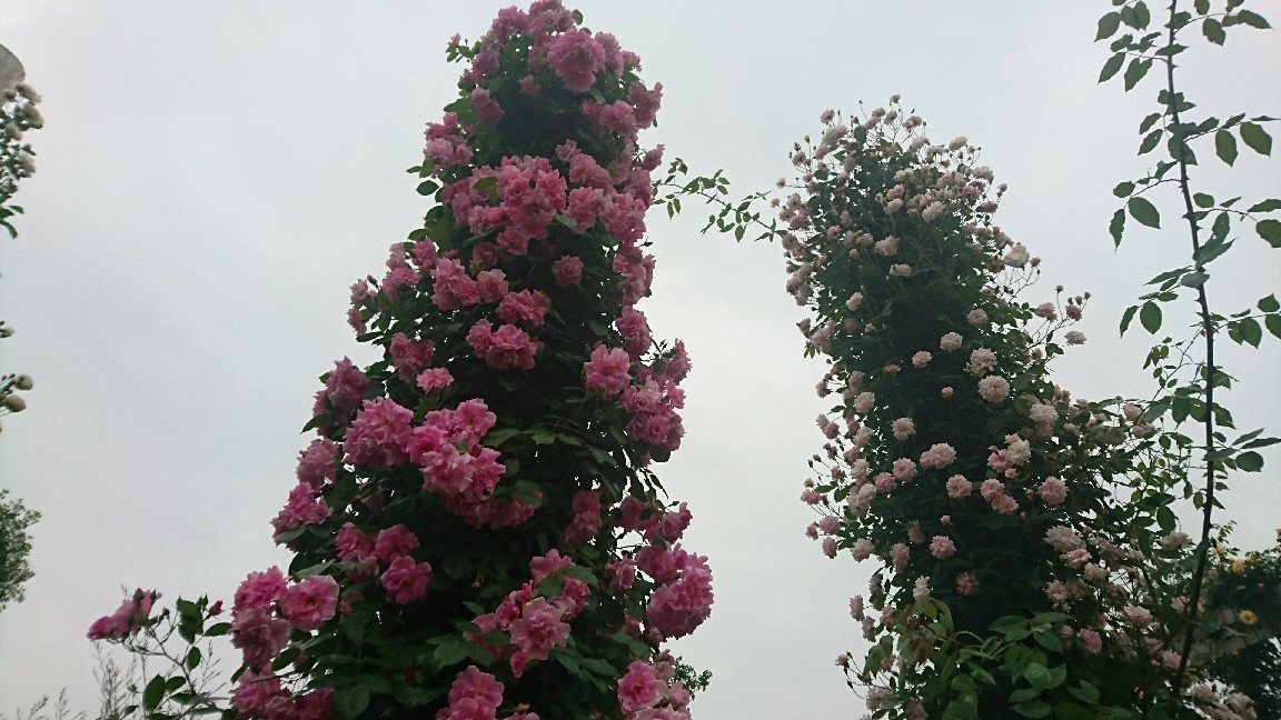 f0182618_11363628.jpg
