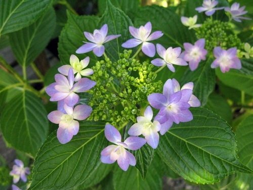 紫陽花 七変化_f0129726_22263427.jpg