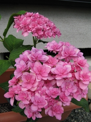 紫陽花 七変化_f0129726_22292570.jpg