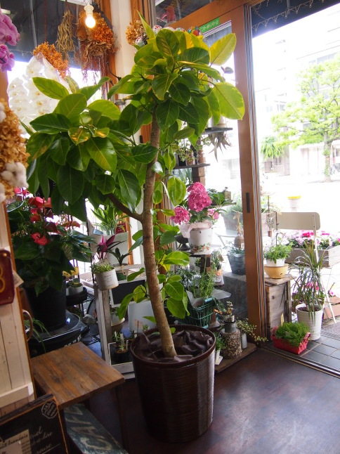 人気の観葉植物アルテシーマを配達しました ルーシュの花仕事 人気の観葉植物アルテシーマを配達しました ルーシュの花仕事