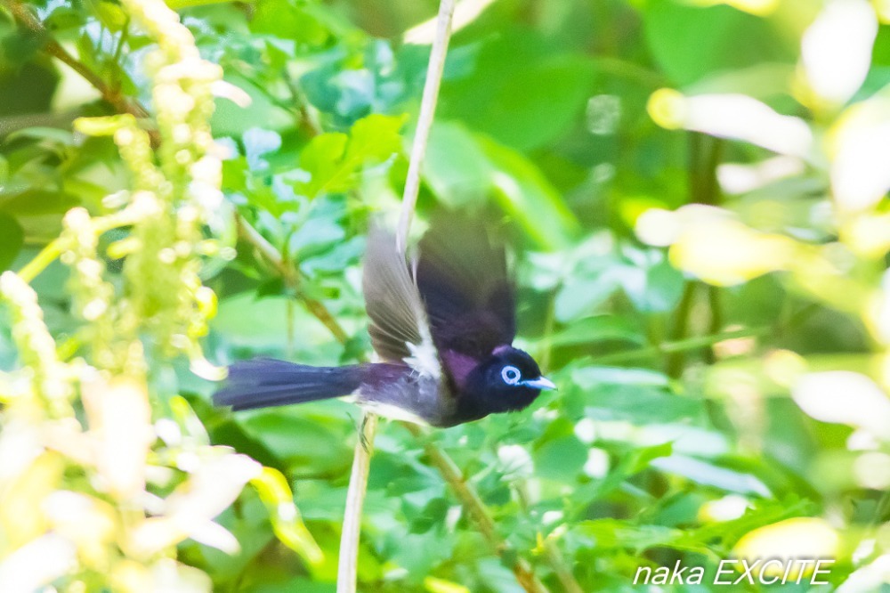 あの鳥　（2018/06/02　晴れ）_f0281533_13535015.jpg