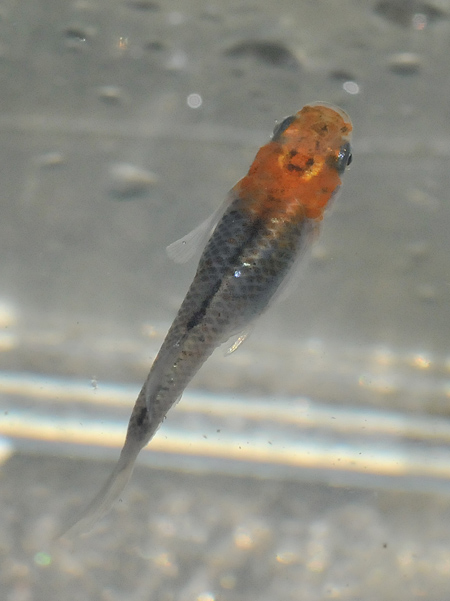 e0097534_18355026.jpg