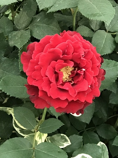 b0165139_17322316.jpg