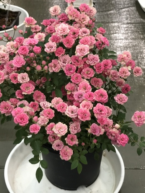 b0165139_17325912.jpg