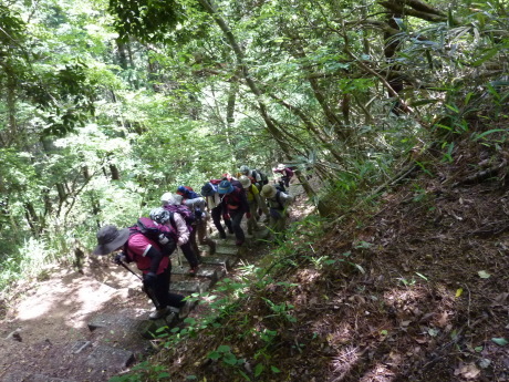 油コブシ~六甲高山植物園_c0218841_13555636.jpg