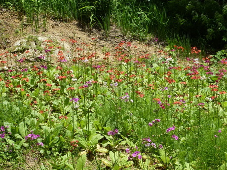 油コブシ~六甲高山植物園_c0218841_14001632.jpg