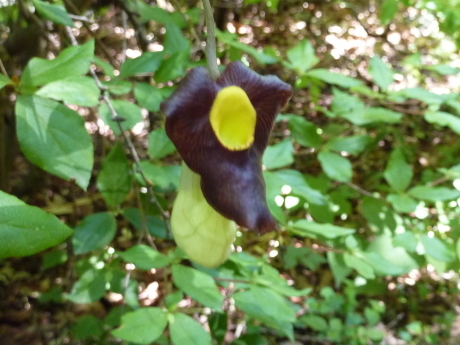 油コブシ~六甲高山植物園_c0218841_14014484.jpg