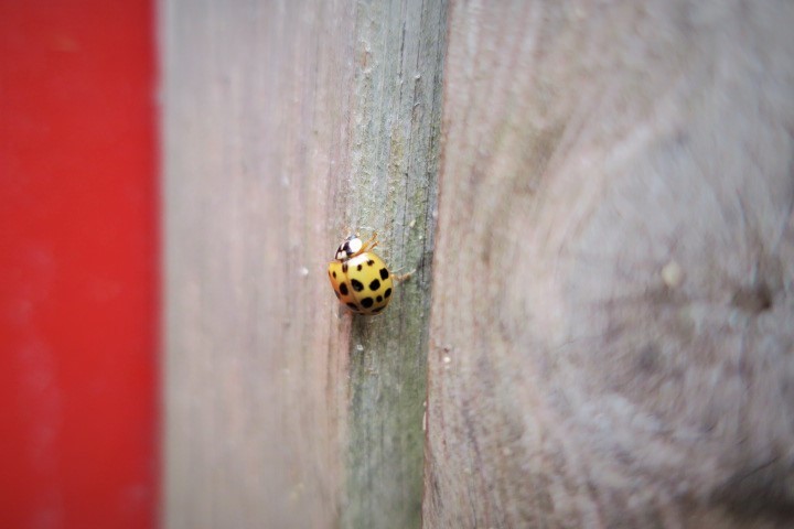 白いテントウムシ　Coccinele blanche_e0300042_01342475.jpg