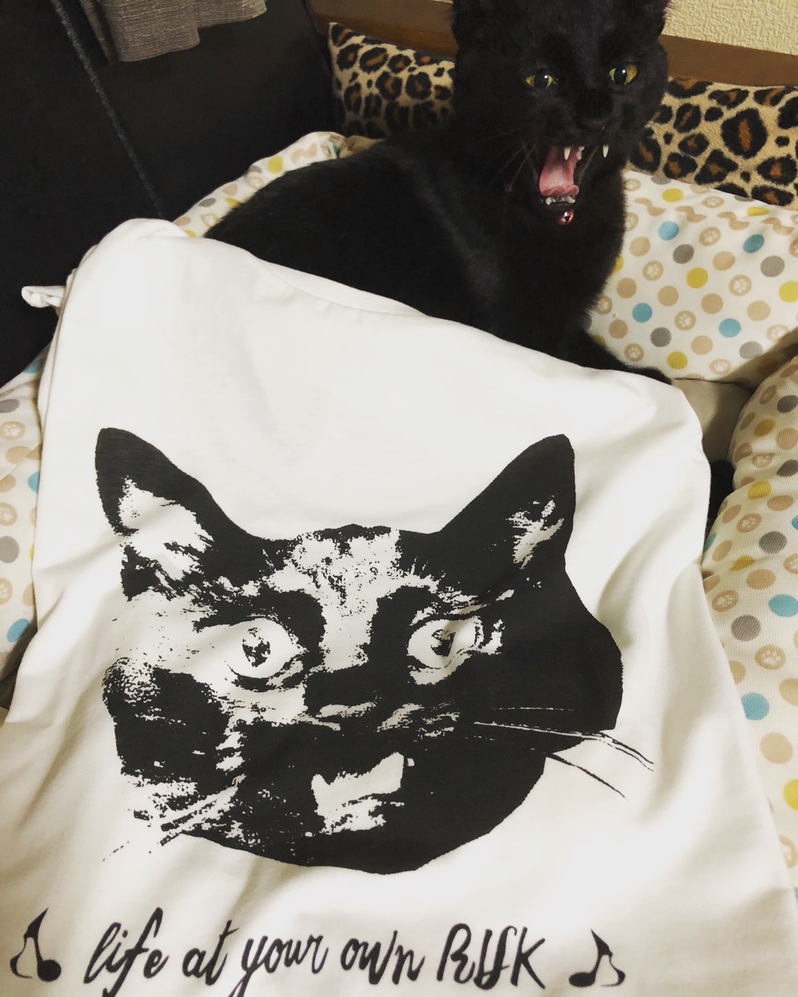 黒猫シリーズ！ T-shirt & TUNIC 入荷 ฅ^•ﻌ•^ฅ_e0293755_17563760.jpg
