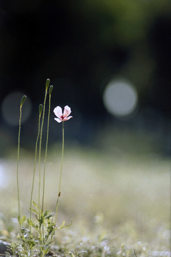 Sonnar 135mm F2.8 : 鞄の中身 Sonnar 135mm F2.8 : 鞄の中身