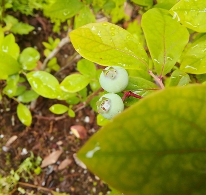 b0368362_06333523.jpg