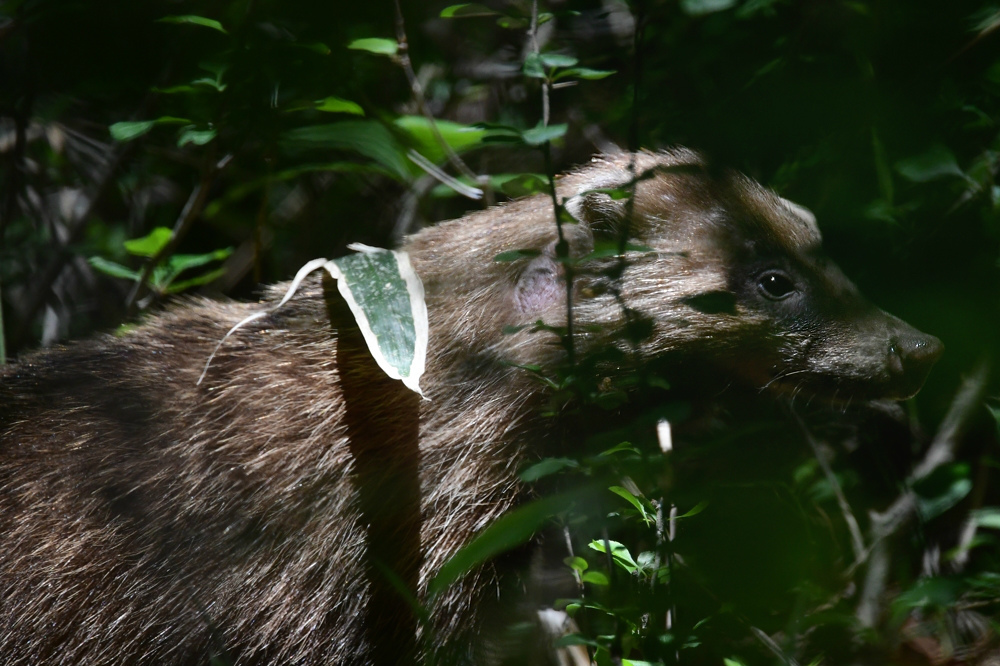 初夏の緑 サンコウチョウ アナグマ_f0053272_23491316.jpg