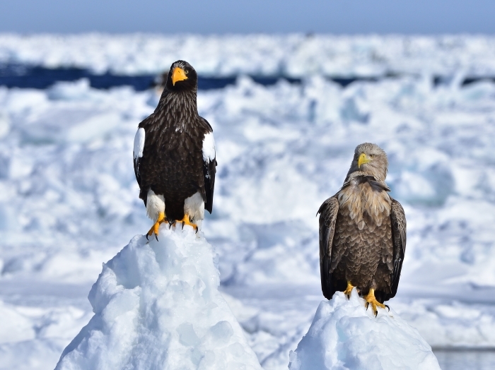 オオワシ（大鷲）とオジロワシ（尾白鷲）/Steller\'s sea eagle & White-tailed eagle_f0365975_22421797.jpg