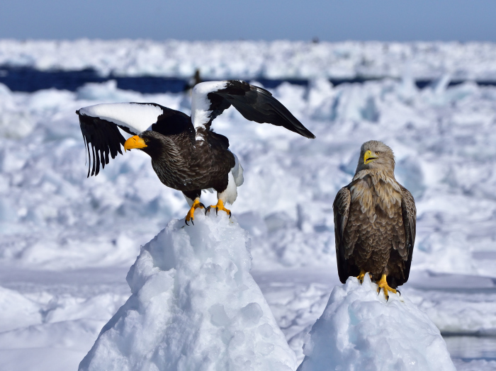 オオワシ（大鷲）とオジロワシ（尾白鷲）/Steller\'s sea eagle & White-tailed eagle_f0365975_22450255.jpg